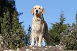 GOLDEN RETRIEVER 564